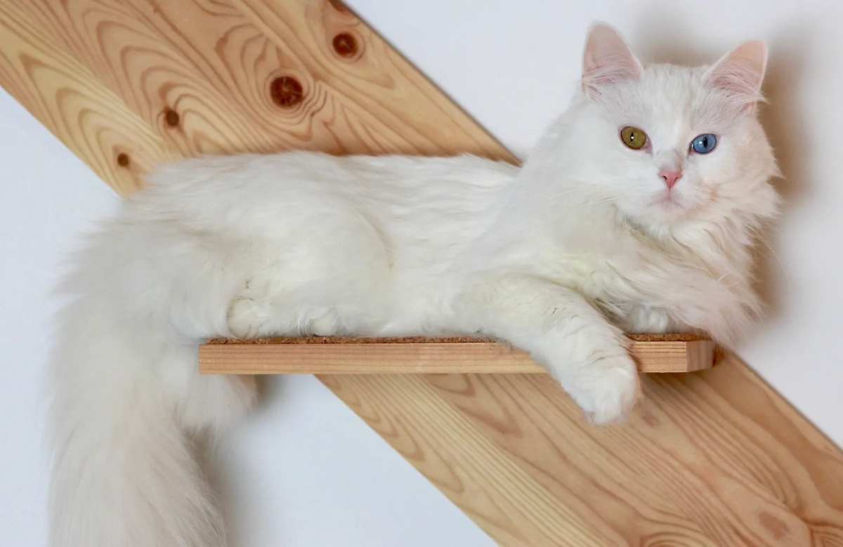 Турецкая ангора: почему кошки этой породы опасны аллергикам. Фото © Wikipedia / Franzioseph