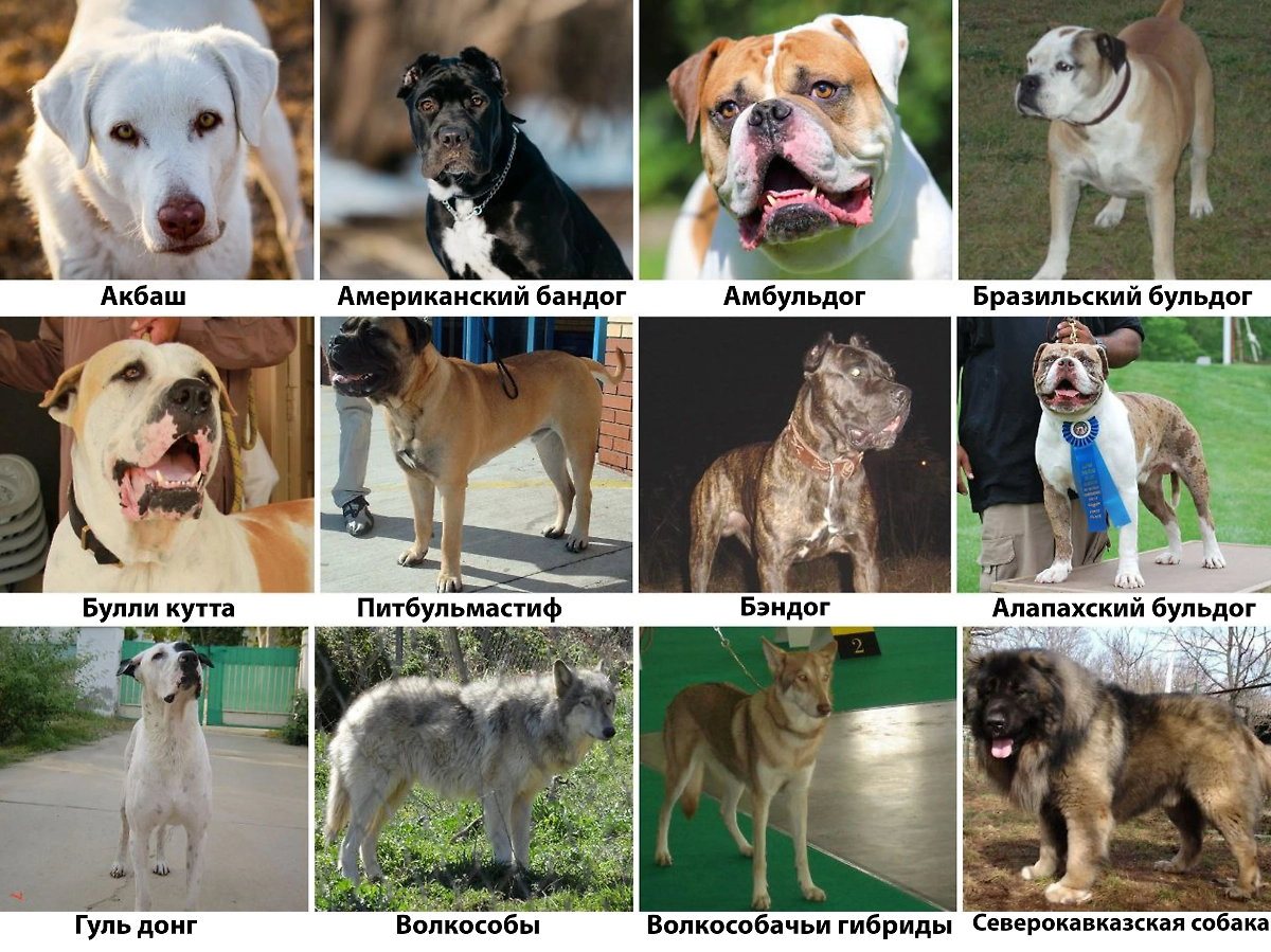 Перечень собак для выгула в наморднике: кого внесли в опасный список. Фото © Shutterstock / FOTODOM / Zilberbord Oksana, MJ2 Photos, Kuznetsov Alexey, © Wikipedia / Shaffu007, Tacosunda, Mjrustline, HLeeRobinson, Mariomassone, Elżbieta Wojtko Orinek7, Stephany Ruso, Dog Bullmastiff 600, Ciccio9821, Mjrustline