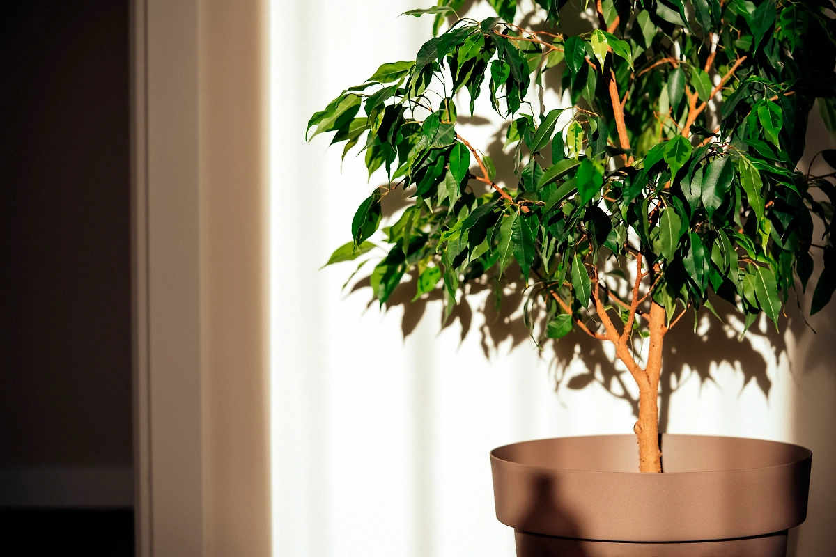 Лучшие комнатные растения для очищения воздуха от пыли и химии. Фото © Shutterstock / FOTODOM / Iryna Mylinska