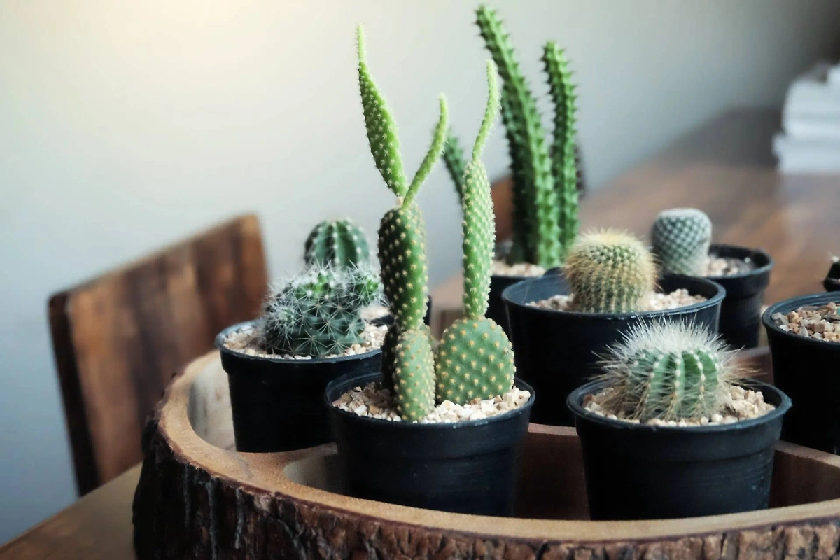 Растения, препятствующие замужеству: что говорят эзотерики. Фото © Shutterstock / FOTODOM / NIPAPORN PANYACHAROEN