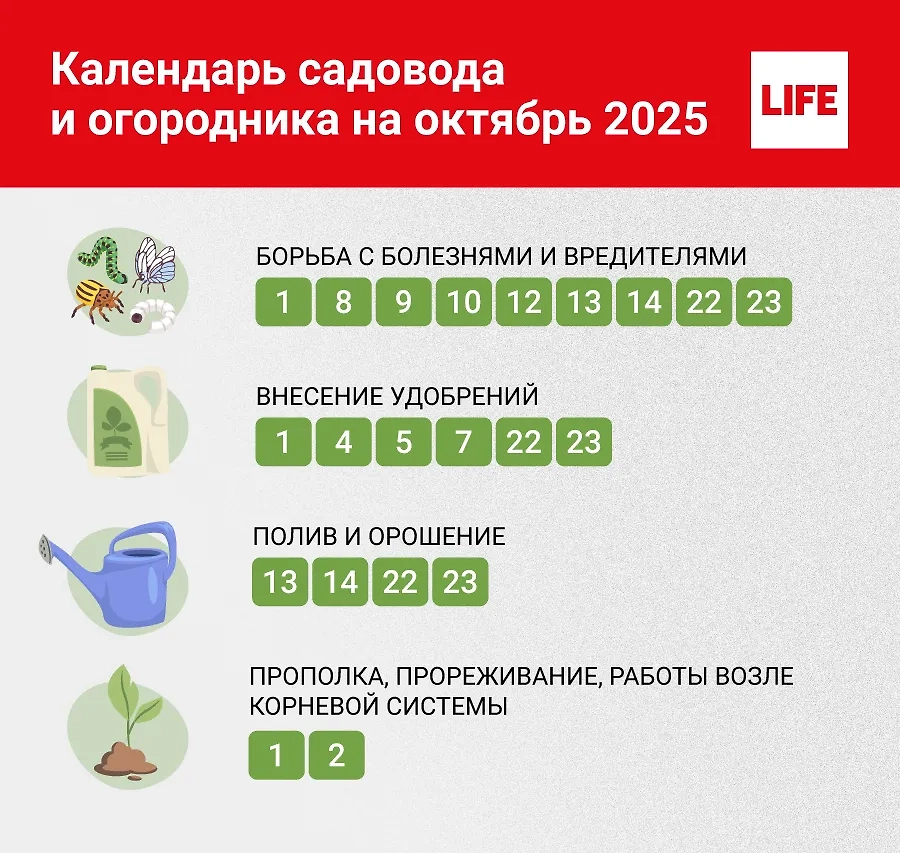 Благоприятные дни для разных работ на участке по календарю садовода и огородника на октябрь 2025. Инфографика © Life.ru
