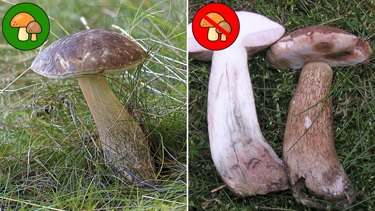 Подберезовики легко перепутать с ядовитыми грибами. Фото © Wikipedia / Jörg Hempel, Eric Steinert