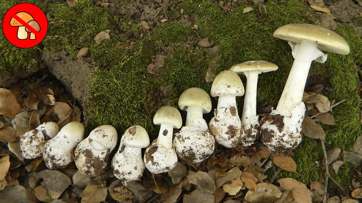 Как выглядит бледная поганка и чем она опасна? Происходит из рода Amanita, это «мухоморовые». Самый смертоносный гриб. Фото © Wikipedia
