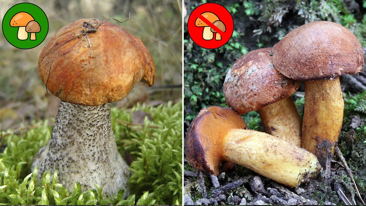 Подосиновики тоже можно принять за несъедобных собратьев. Фото © Wikipedia / Włodzimierz Wysocki © wikigrib