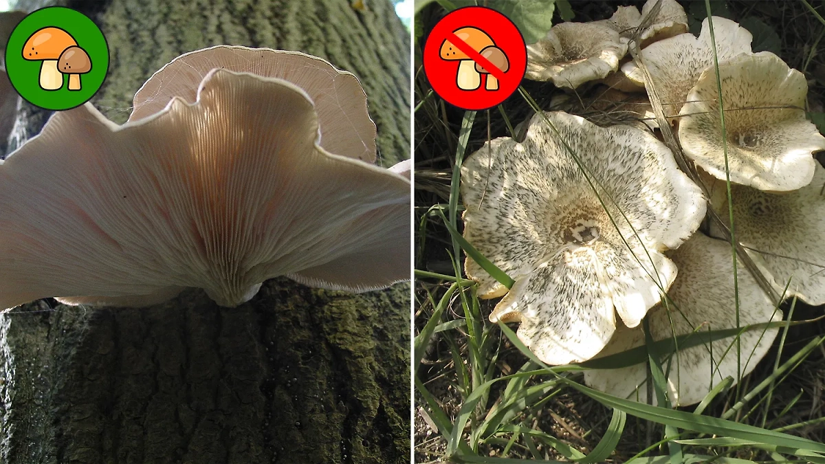 У вёшенок довольно много двойников. Большинство из них просто несъедобные, но один — ядовитый. Фото © Wikipedia, Wikipedia