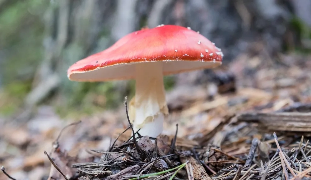 Некоторые грибы съедобны. Некоторые грибы ядовиты. Но как отличить одно от другого? Фото © РИА «Новости» / Илья Тимин