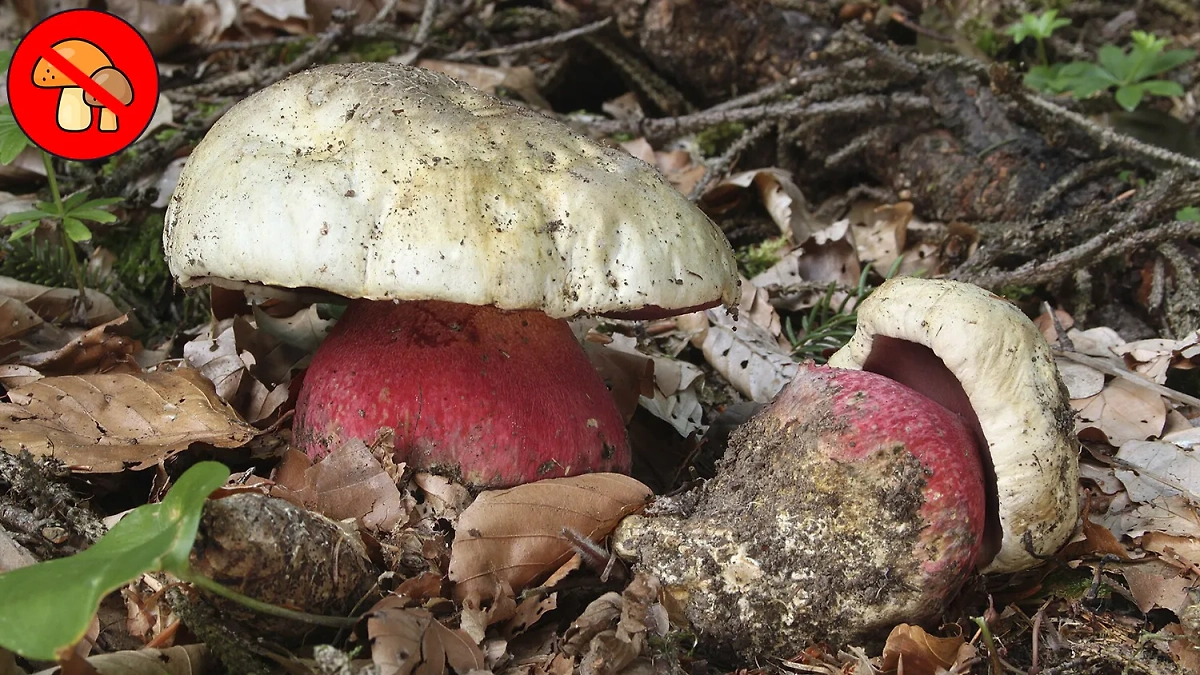 Как выглядит сатанинский гриб и ядовит ли он? Фото © Wikipedia / Holger Krisp