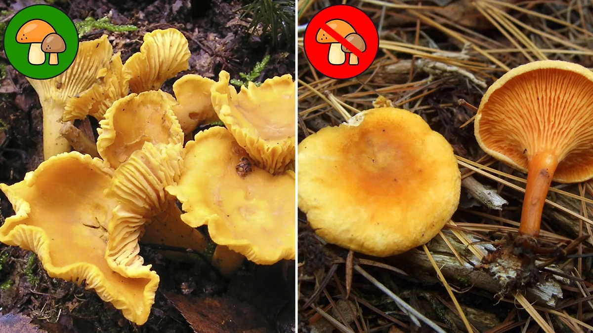 Лисички могут быть легко перепутаны с ложными лисичками. Фото © Wikipedia © Wikipedia / Bubulcus