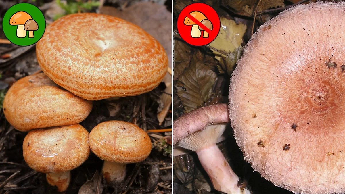 У рыжиков тоже нет опасных двойников, только условно съедобные. Фото © Wikipedia  © Wikipedia / Strobilomyces