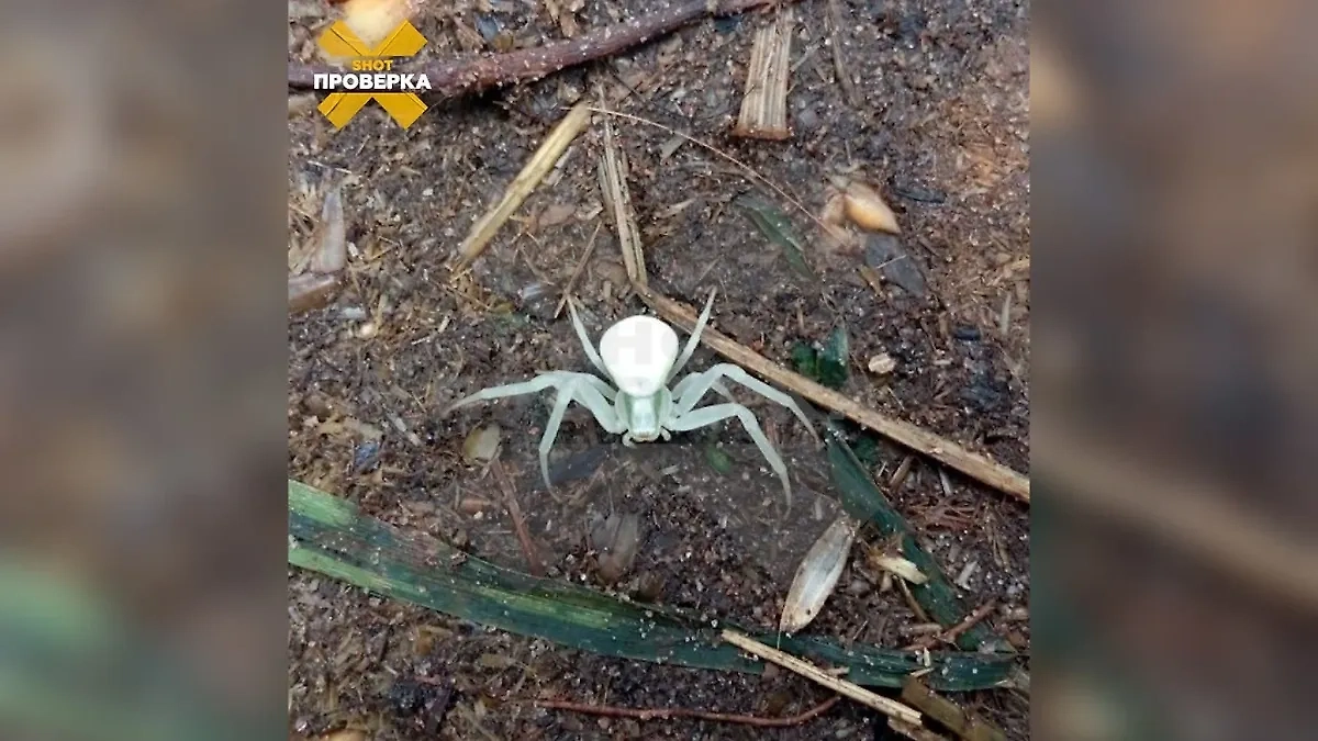 Чёрные и белые вдовы напугали жителей России. Фото © Telegram / SHOT ПРОВЕРКА