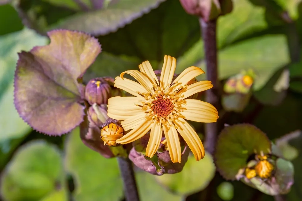 Бузульник содержит в своём составе канцерогены. Он действительно может вас убить. Фото © Shutterstock / FOTODOM / Kamrad71