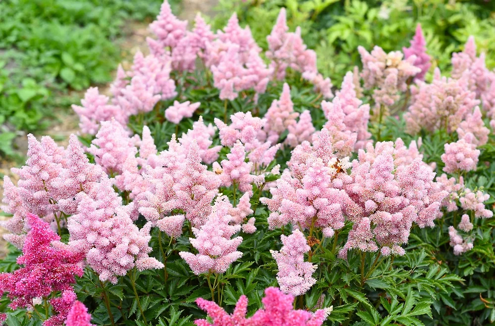 Спирея — очень полезное в саду растение. Если убрать его из сада и перенести в квартиру, оно доведёт до долговой ямы. Фото © Shutterstock / FOTODOM / Tanya_Terekhina