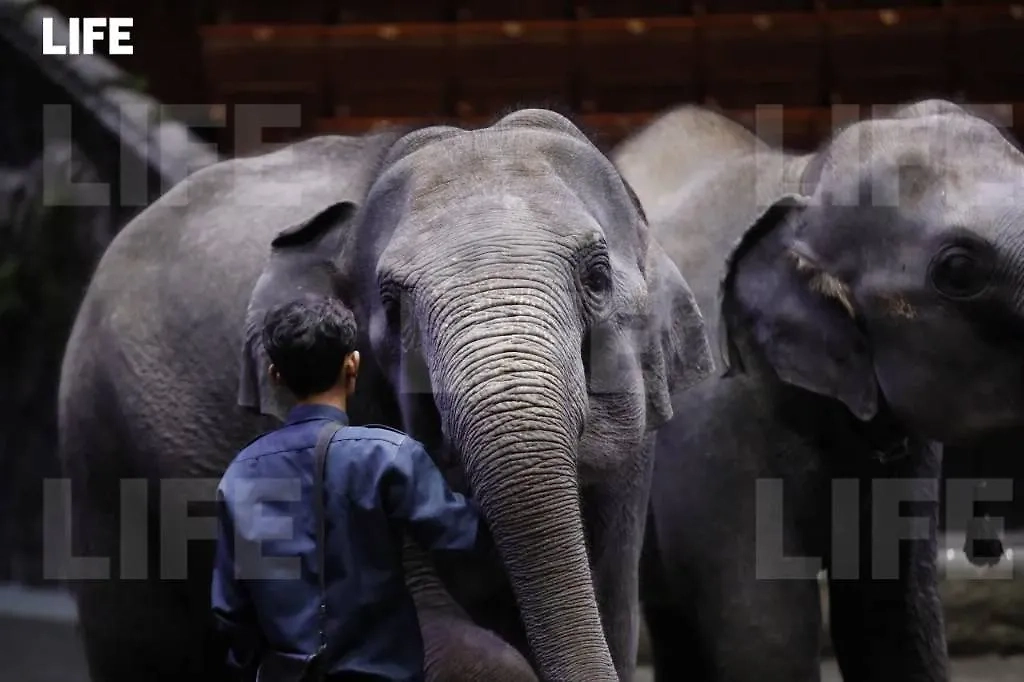 Молодые слоны довольны оказанным приёмом. Фото © Life.ru