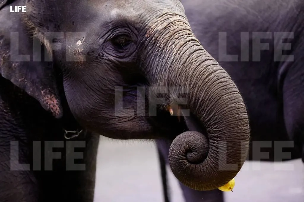Профиль бирманского слона. Фото © Life.ru