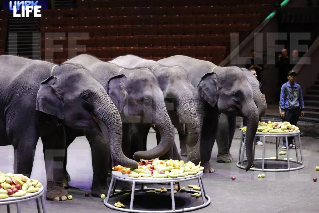 Банкет для гостей из Мьянмы. Фото © Life.ru