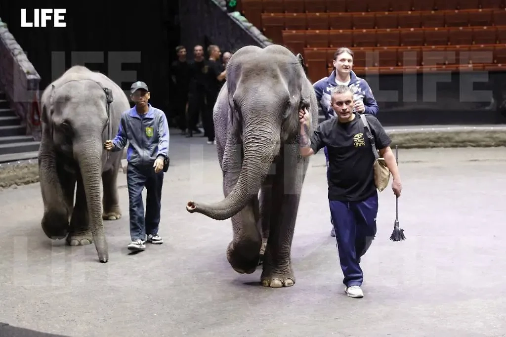 Эдгард Запашный контролирует первую прогулку слонов по арене цирка. Фото © Life.ru
