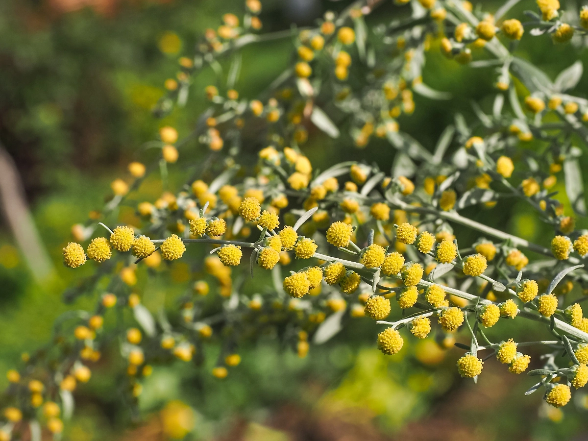 Пыльца полыни может привести к перекрёстной аллергии. Фото © Shutterstock / FOTODOM / LifeCollectionPhotography