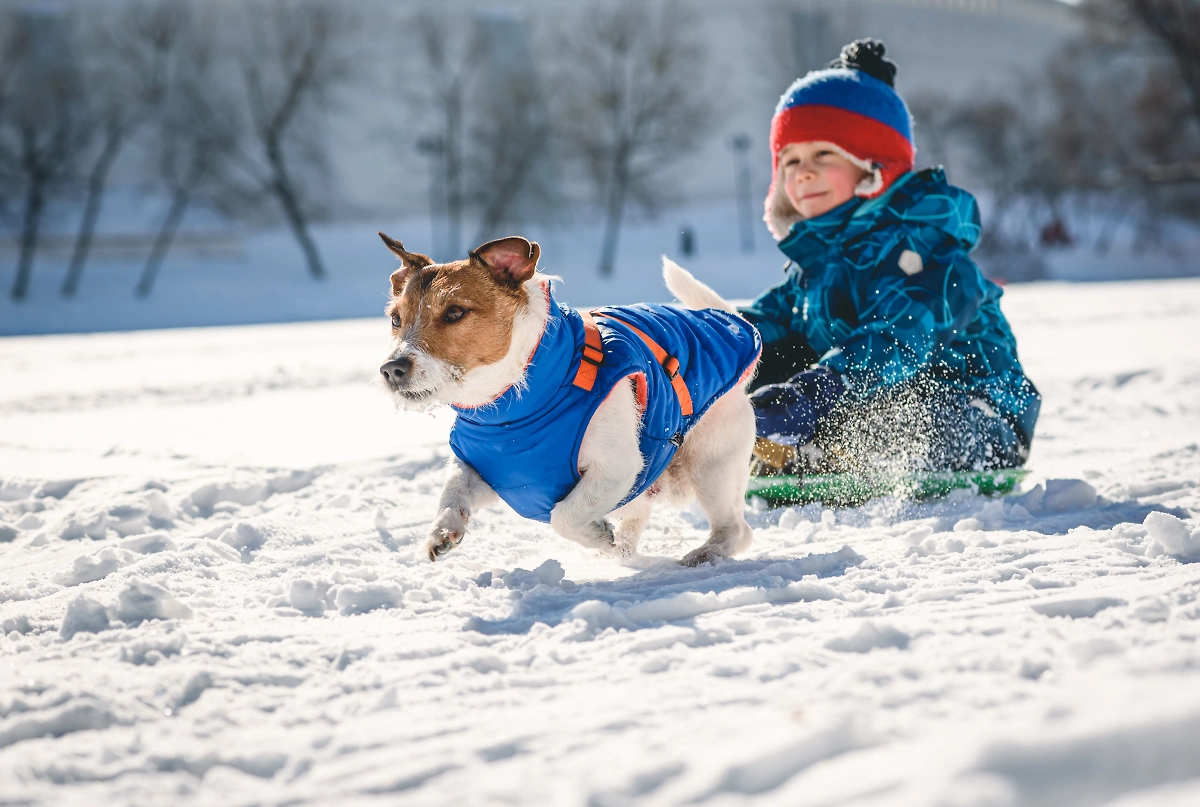 Активная прогулка помогает питомцу согреться. Фото © Shutterstock / FOTODOM / alexei_tm