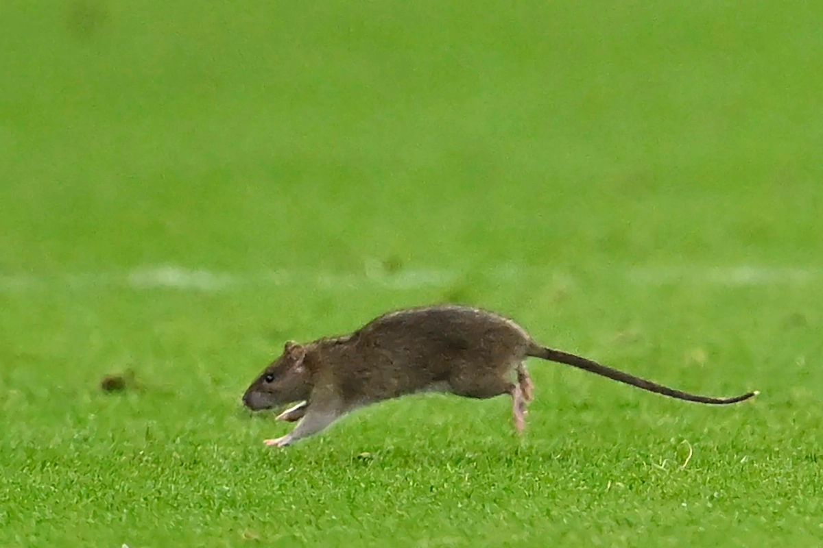 Крыса выбежала на поле в матче Уэльса и Бельгии. Фото © ТАСС / IMAGO / Photo News