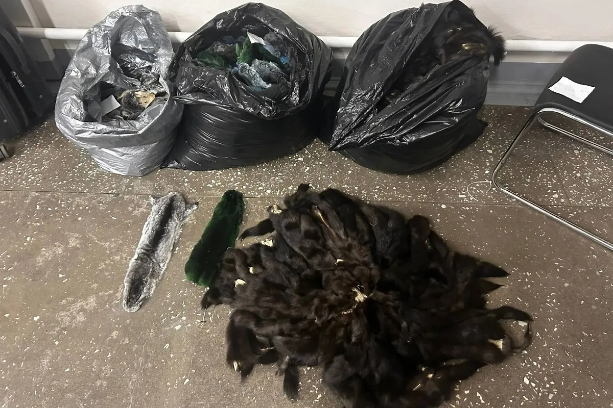 Контрабанду шкурок соболя и шиншиллы на 6 млн рублей пресекли таможенники на Дальнем Востоке. Фото © Предоставлено Life.ru / Елена Попова, пресс-секретарь Хабаровской таможни