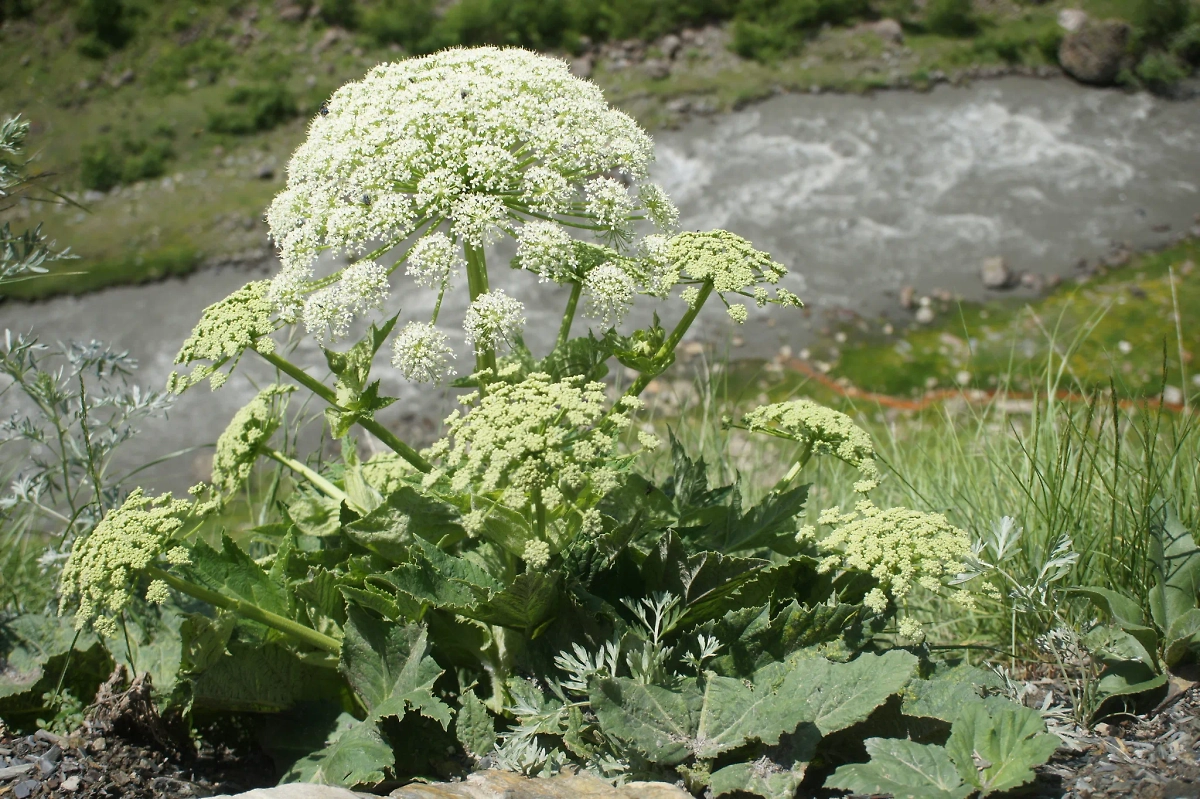 Ботанически укроп принадлежит к тому же семейству, что и растение, которое стало кошмаром современной Евразии. Фото © Wikipedia / Sam Thomas