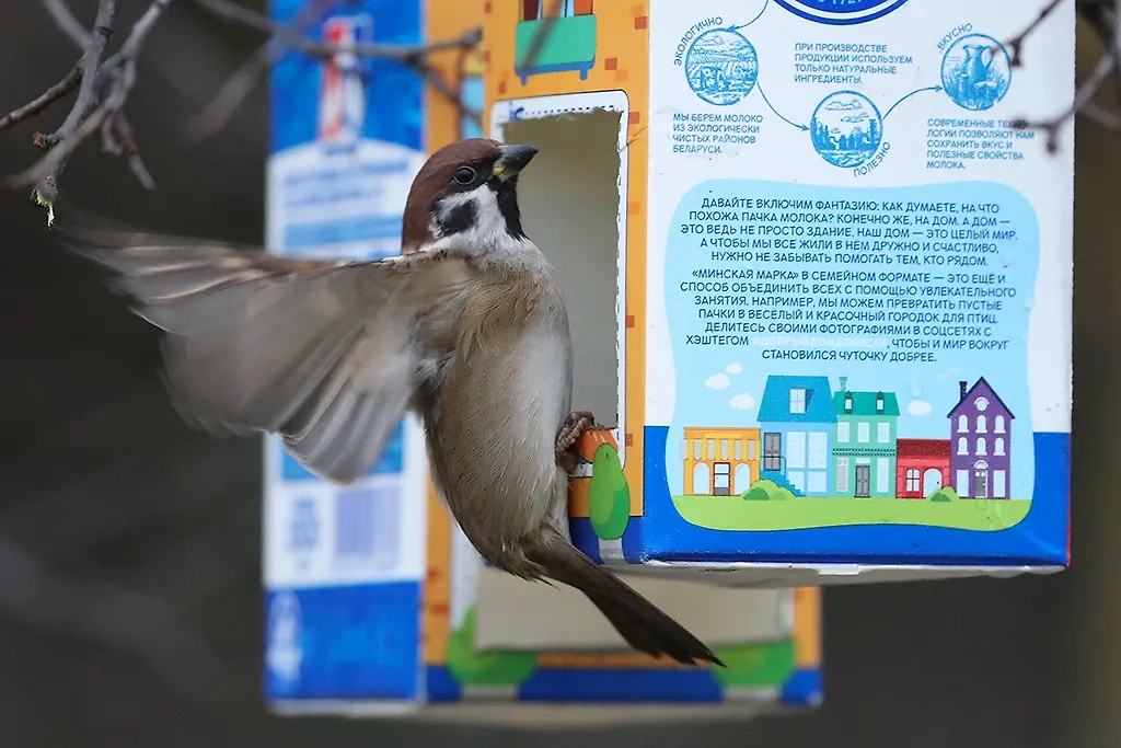 Чем кормить птиц — почему им нельзя хлеб. Фото © ТАСС / Наталия Федосенко