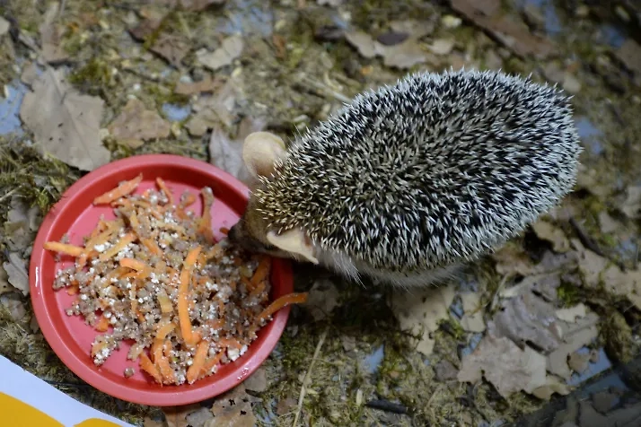 Почему ежам нельзя молоко — объясняем. Фото © РИА Новости / Павел Лисицын