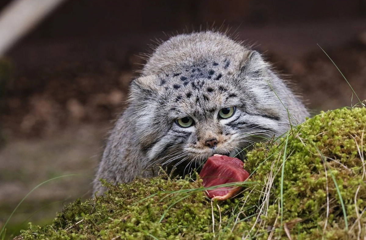 Фото © Парк «Роев ручей» Красноярск