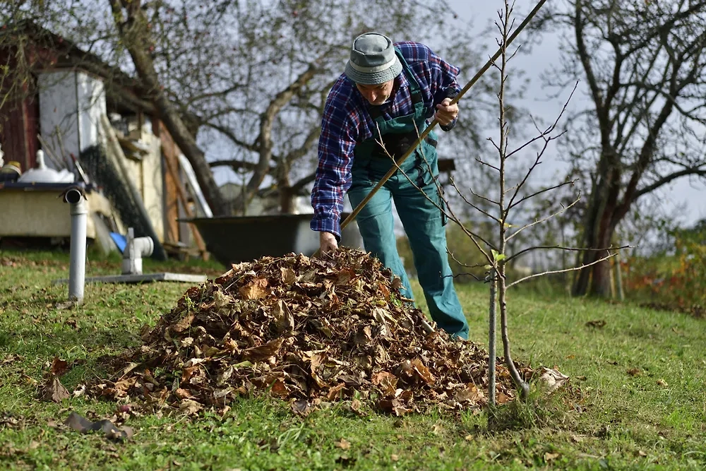 Календарь садовода и огородника на ноябрь 2025 — сбор урожая, посев, приметы, влияние луны и план работ. Фото © Shutterstock / FOTODOM / Klimek Pavol
