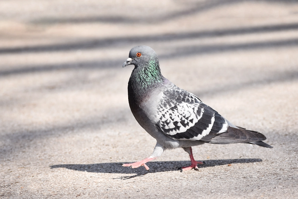 Летающие «крысы»: чем опасны голуби и какие опасные заболевания переносят. Фото © Shutterstock / FOTODOM / Hanna Borysenko