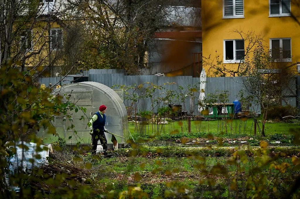 Какие работы в саду нужно проводить по лунному календарю садовода и огородника в ноябре 2025 года. Фото © ТАСС / Александр Казаков
