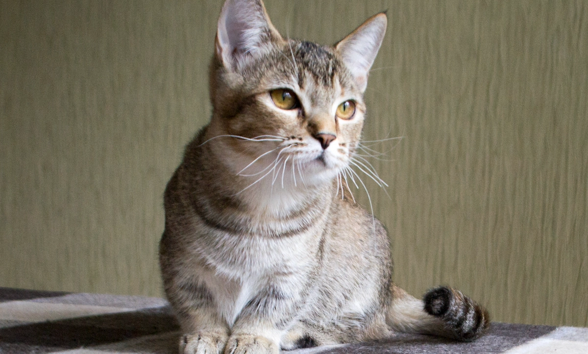 Породу кошек манчкин никто не создавал. Они сами такими получились. Таксы в мире котов. Фото © Wikipedia / Fedorov078