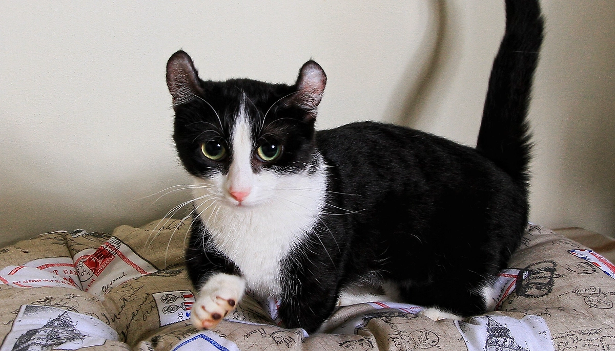 Порода кошек кинкалоу — тоже экспериментальная. Эти ушки просто завораживают. Фото © Wikipedia / Kirimiti