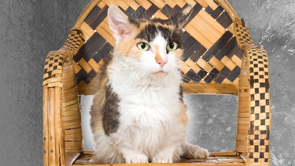 Порода кошек скукум отличается особой курчавостью. Их специально выводили для этого. Фото © Shutterstock / FOTODOM / Linn Currie