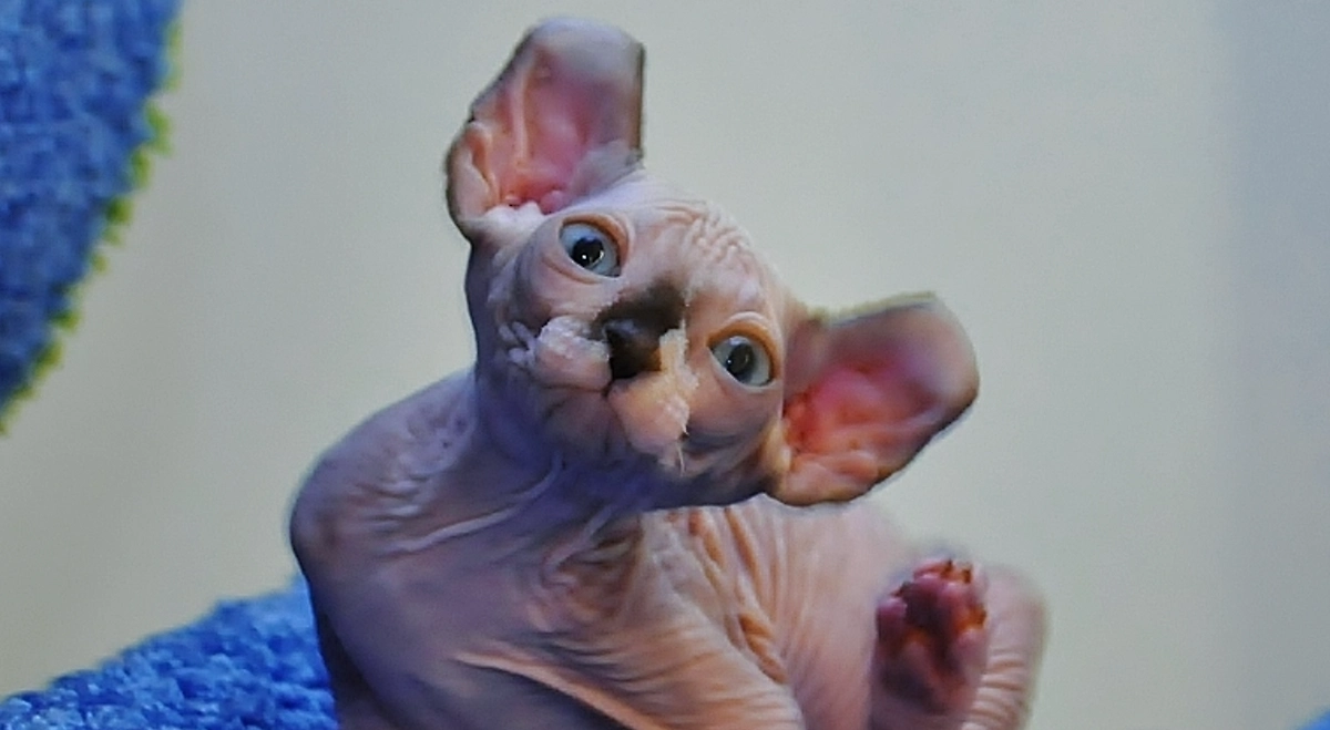 Порода кошек двэльф подойдёт тем, кто интересуется всем потусторонним или читает фэнтези. Фото © Wikipedia / Kirirmiti