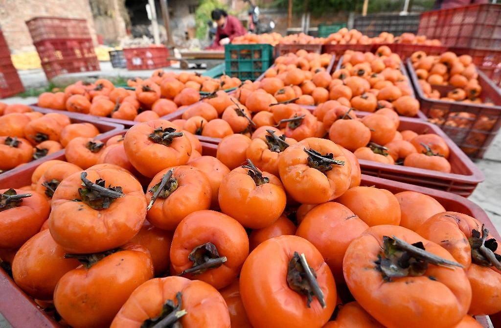 Королёк и шарон: какие сорта хурмы никогда не вяжут. Фото © ТАСС / IMAGO / CFOTO
