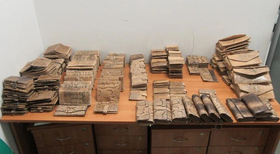 Татарстанские таможенники пресекли ввоз контрабанды из кожи редких рептилий. Фото © Предоставлено ФТС России