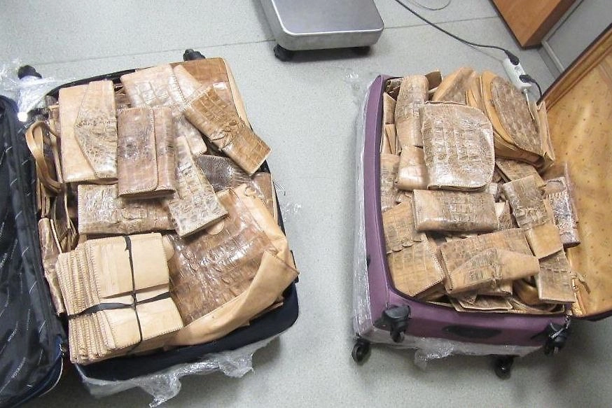 Татарстанские таможенники пресекли ввоз контрабанды из кожи редких рептилий. Фото © Предоставлено ФТС России