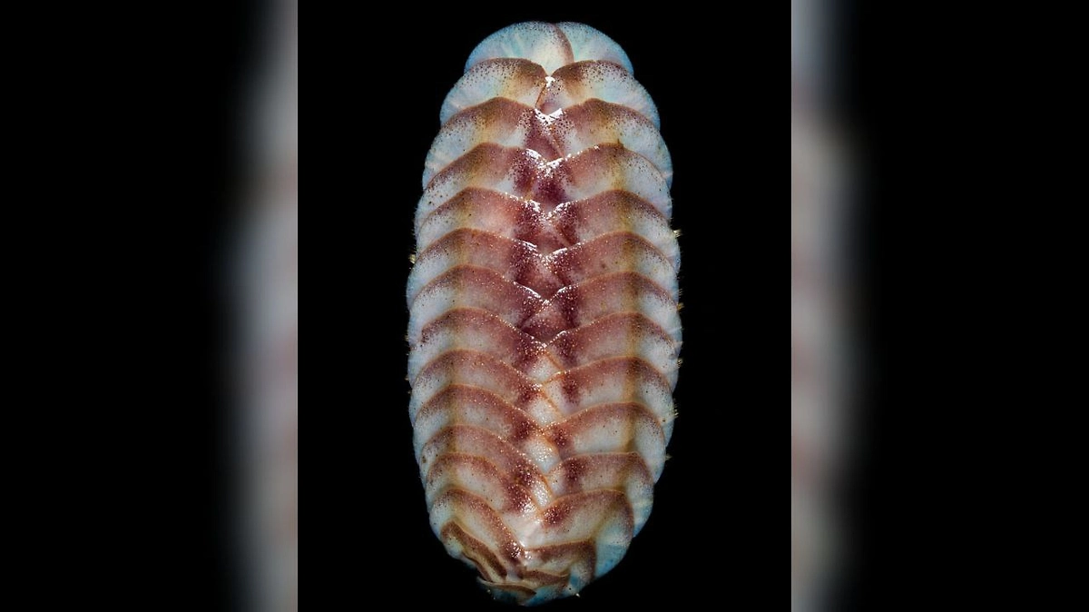 Чешуйчатые черви обнаружены относительно недавно. Они все принадлежат к семейству Aphroditidae. Фото © Instagram (признан экстремистской организацией и запрещён на территории Российской Федерации) / oceancensus