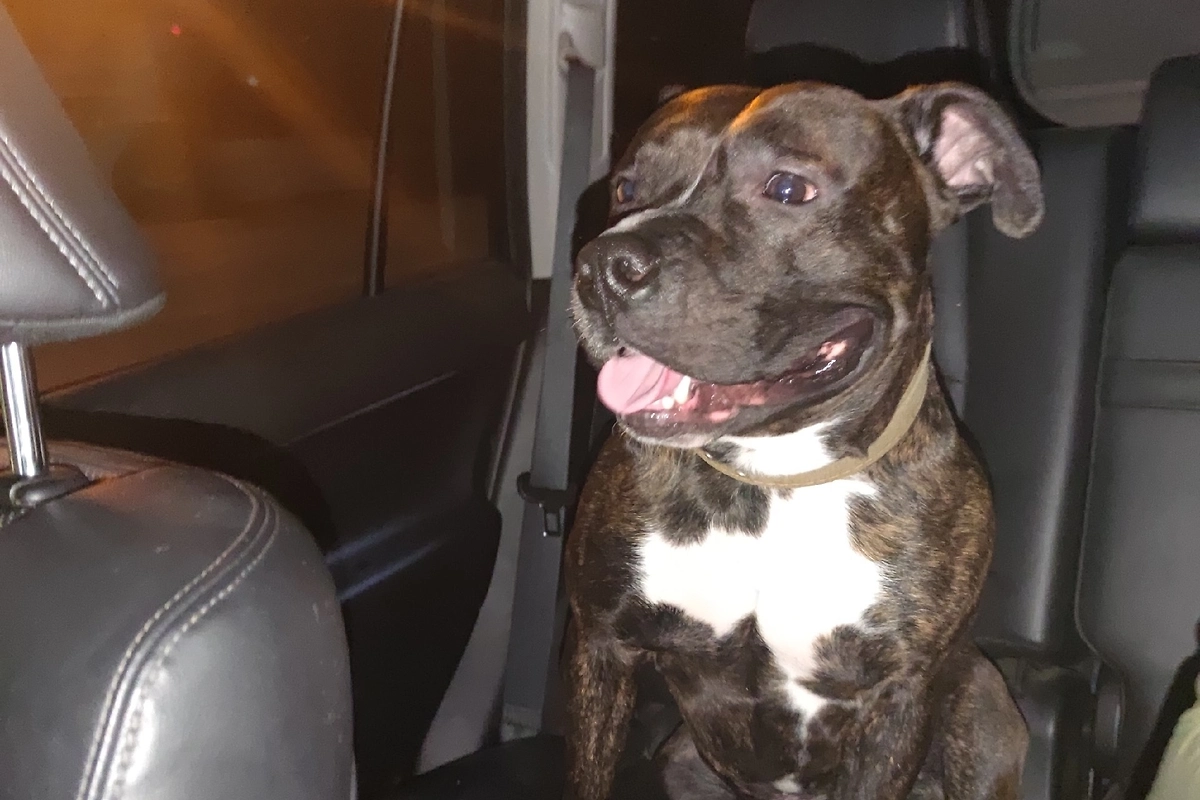 Умерший пёс «богородского маньяка». Фото © VK / Дмитрий Артамошин