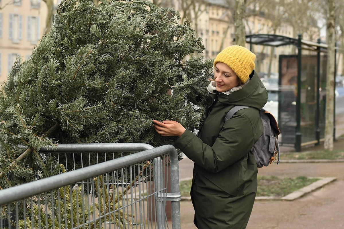 Как правильно выбрать ёлку на ёлочном базаре. Фото © Shutterstock / FOTODOM /  kipgodi