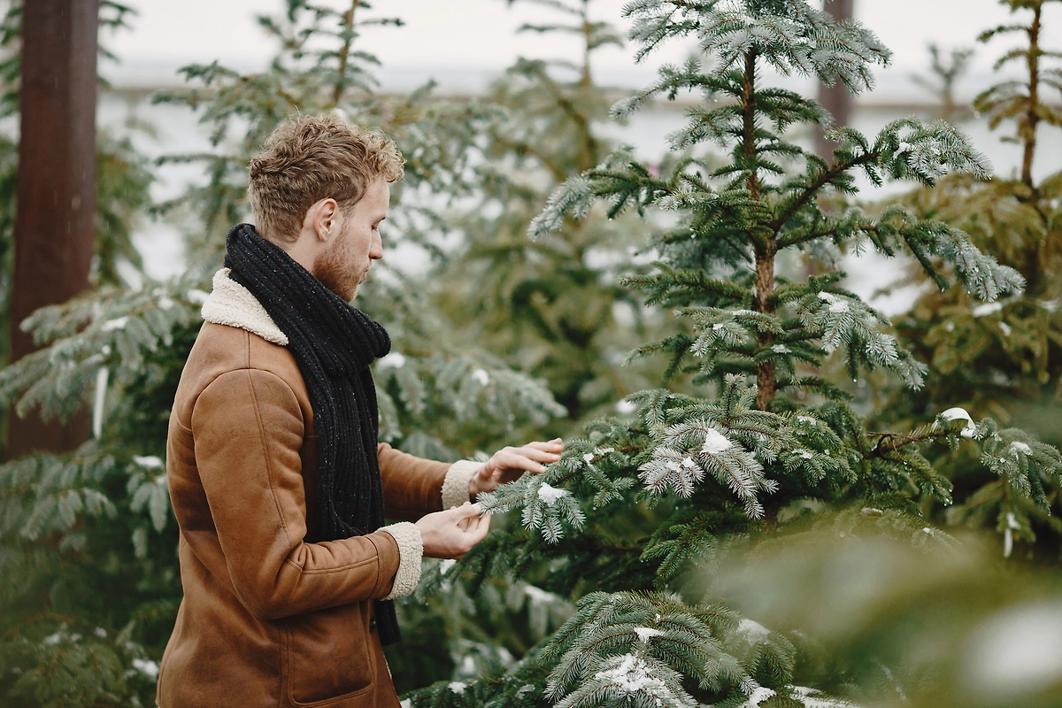 У хорошей живой ели эластичные ветви. Фото © Freepik