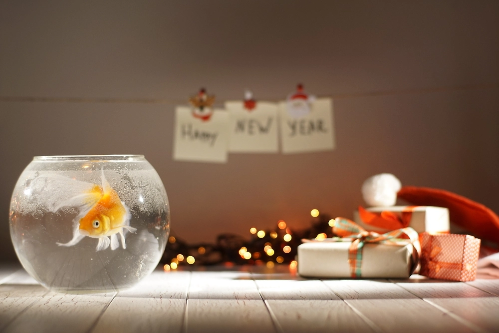 Год Красной Огненной Лошади: что категорически нельзя дарить. Фото © Shutterstock / FOTODOM / Andrii Korbun