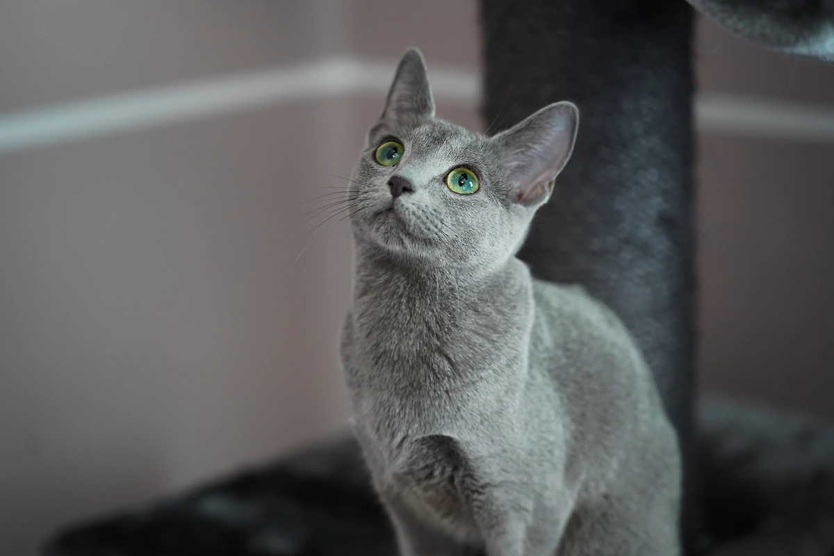 Кошки породы русская голубая в Советском Союзе ценились за красоту и превосходные качества охотника. Фото © Shutterstock / FOTODOM / Michael Kalinin