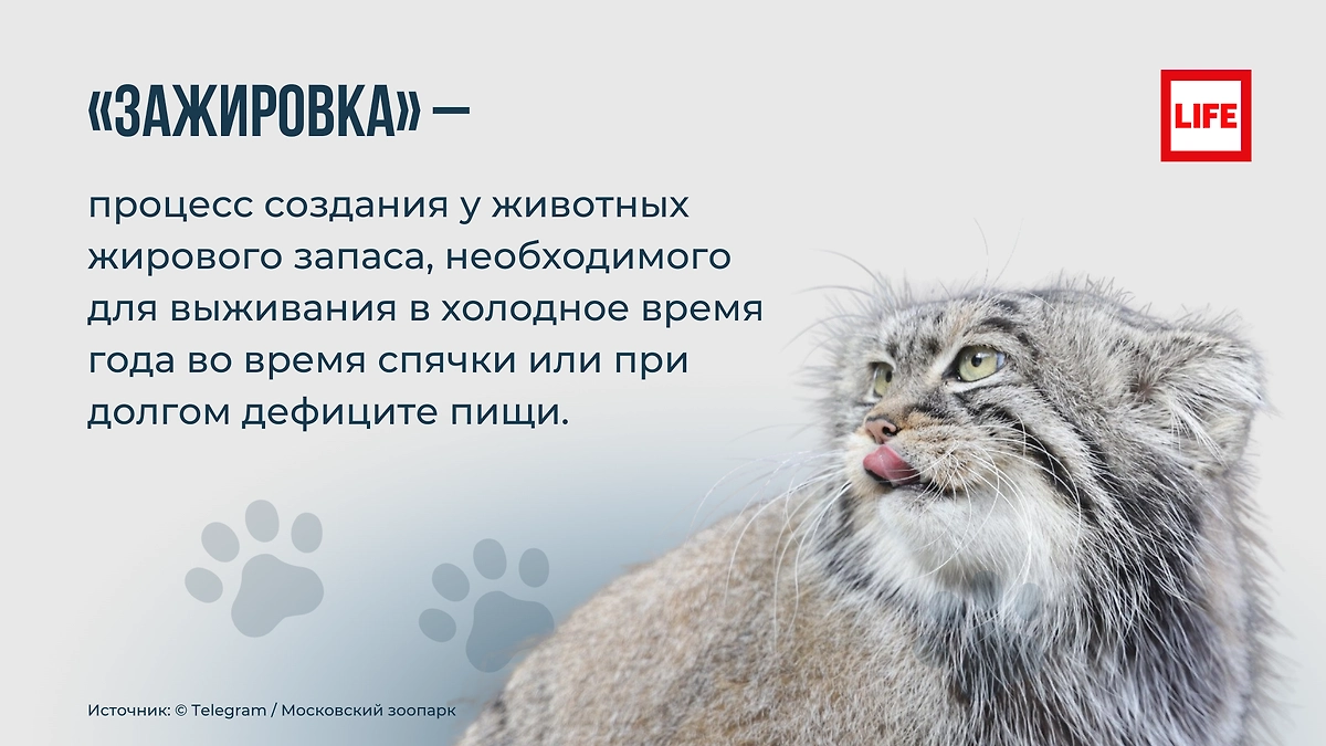 Фото © Life.ru / Московский зоопарк