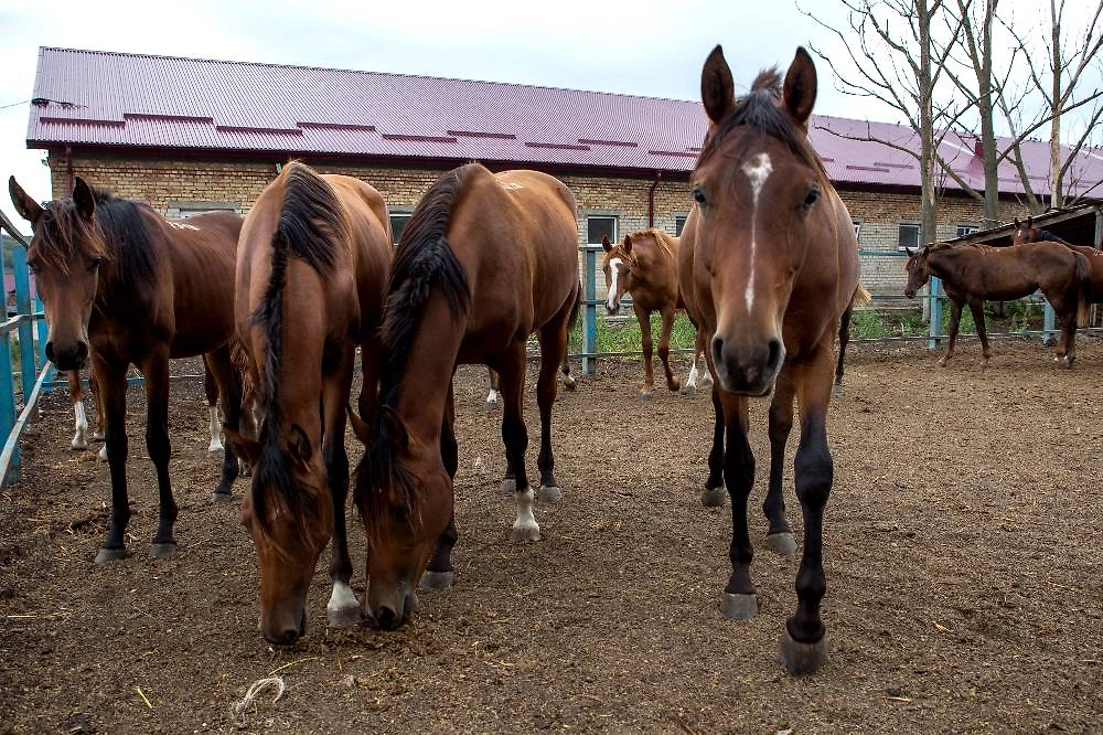 За 7 млн рублей ищут идеального коня для Петербурга. Фото © ТАСС / Александр Погожев