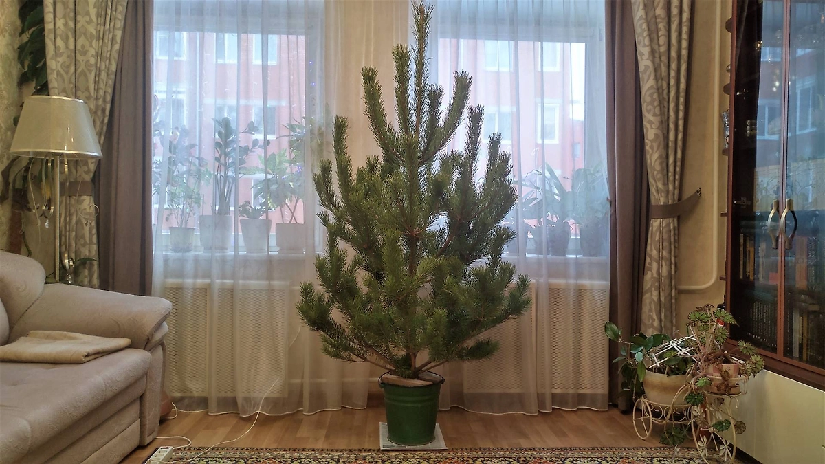 Медики предупреждают: сколько можно держать ёлку в доме. Фото © Shutterstock / FOTODOM / Balser