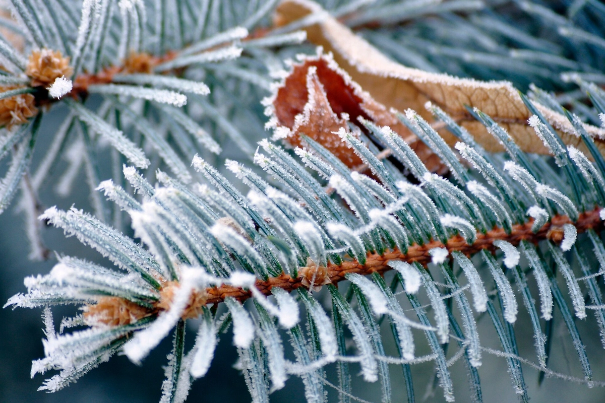 Какие народные приметы были на праздник Спиридона святителя 25 (12) декабря? Фото © Freepik / derich