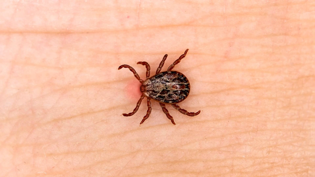 Клещи на новогодней ёлке: чем опасны и как определить? Фото © Shutterstock / FOTODOM / Melnikov Dmitriy