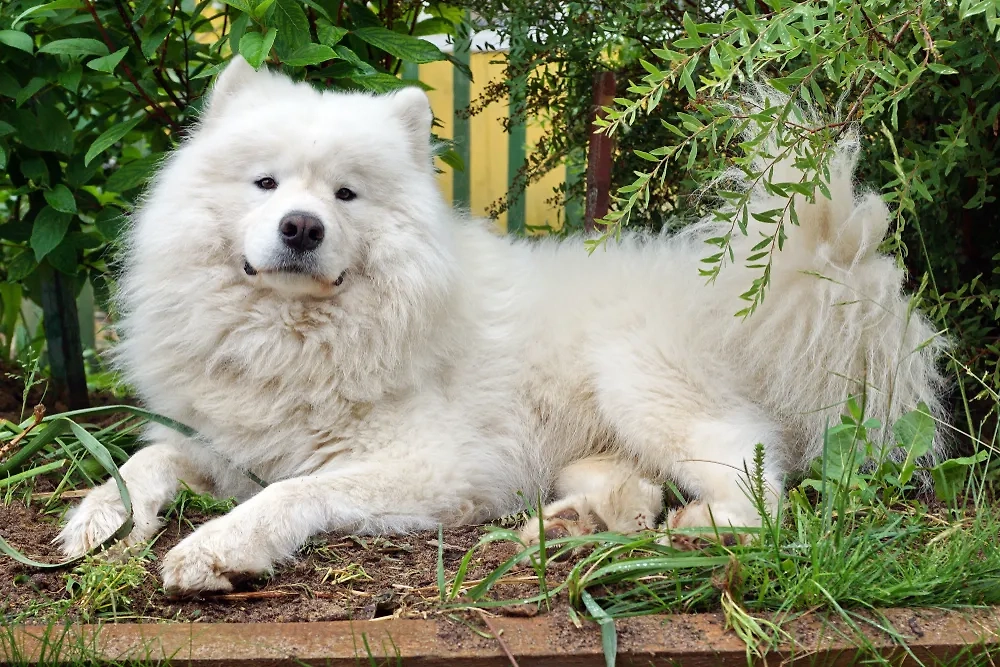 Самоеды — культовые ездовые пушистики из Ненецкой АО. Фото © Shutterstock / FOTODOM / poohnap4el